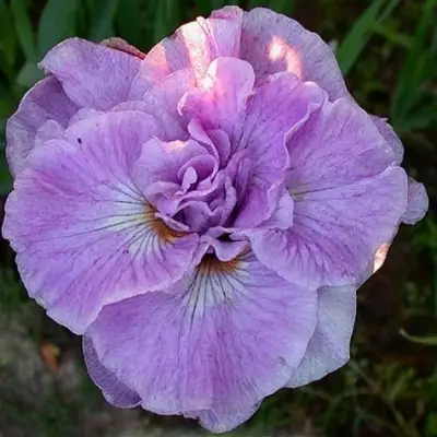 Ирис ИМПЕРИАЛ ОПАЛ сибирский в Жодино