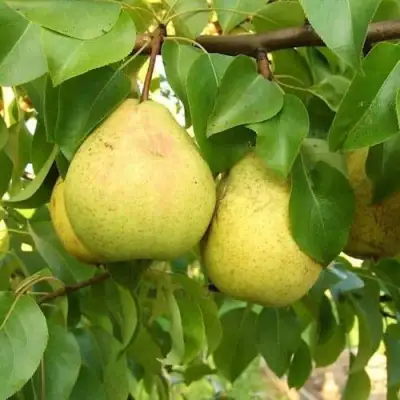 Груша ВЕЛИКАЯ ЛЕТНЯЯ (БОЛЬШАЯ ЛЕТНЯЯ) в Жодино