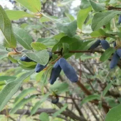 Жимолость съедобная ПУШКИНСКАЯ в Жодино