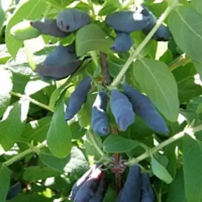 Жимолость съедобная НИМФА (ГАММА) в Жодино