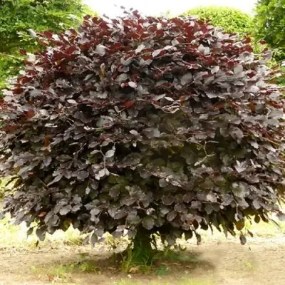 Бук лесной АТРОПУНИЦЕА в Жодино