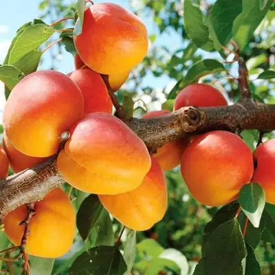 Абрикос ТРИУМФ СЕВЕРНЫЙ в Жодино