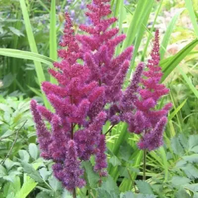 Астильба КАРАОКЕ ПАРТИ китайская в Жодино