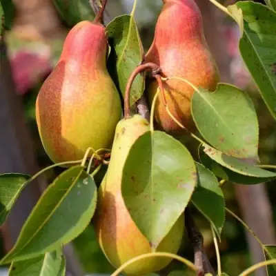 Груша РУССКАЯ КРАСАВИЦА (КРАСАВИЦА ЧЕРНЕНКО) в Жодино