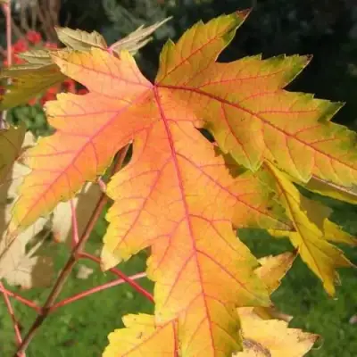 Клен серебристый в Жодино