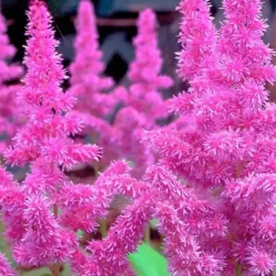 Астильба АМЕТИСТ Арендса в Жодино