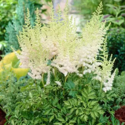 Астильба МИЛК ЭНД ХАНИ китайская в Жодино