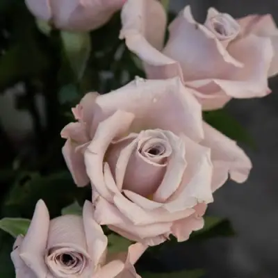 Роза МЕНТА чайно-гибридная в Жодино