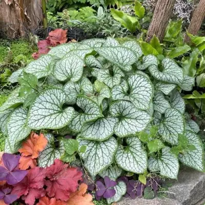 Бруннера ДЖЭК ФРОСТ в Жодино