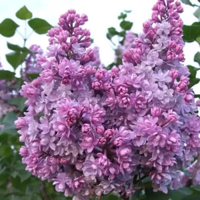 Сирень КОЛХОЗНИЦА в Жодино