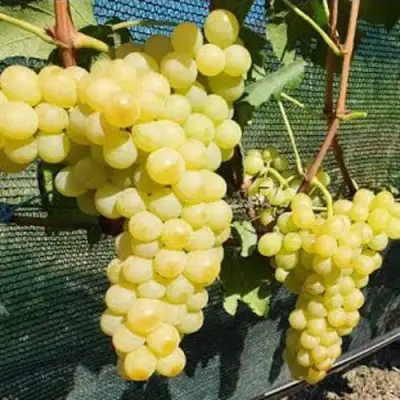 Виноград КИШМИШ ЗОЛОТЦЕ в Жодино