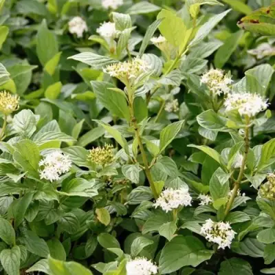 Дерен ФЛАВИРАМЕА отпрысковый в Жодино