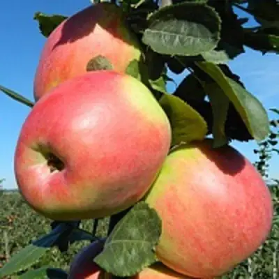 Яблоня БРЯНСКОЕ РОЗОВОЕ в Жодино
