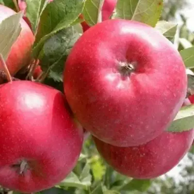 Яблоня ПОСПЕХ в Жодино
