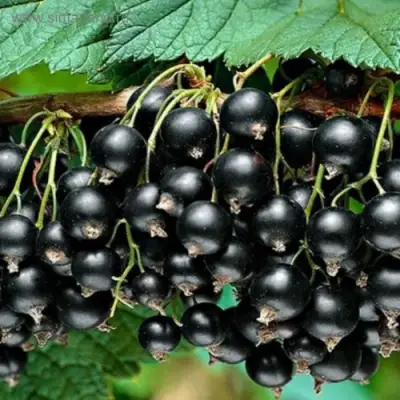 Смородина черная БЕН КОНАН в Жодино