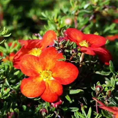 Лапчатка РЕД АЙС кустарниковая в Жодино