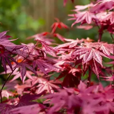 Клен дланевидный АТРОПУРПУРЕУМ в Жодино