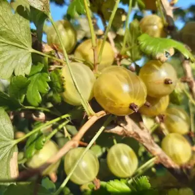 Крыжовник БЕЛОРУCСКИЙ САХАРНЫЙ 2 в Жодино
