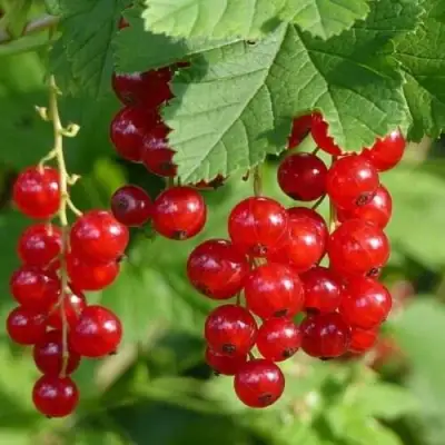 Смородина красная РОНДОМ в Жодино