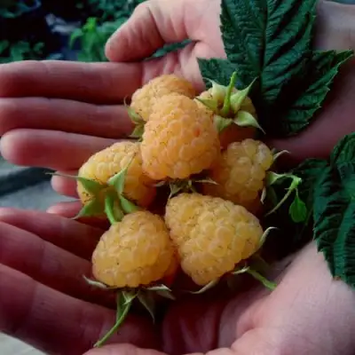 Малина ЗЮГАНА ЗОЛОТАЯ в Жодино