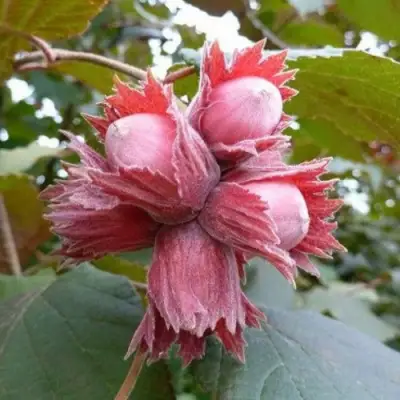 Фундук СКАРЛЕТТ в Жодино