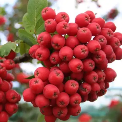 Рябина АЛАЯ КРУПНАЯ сладкоплодная в Жодино
