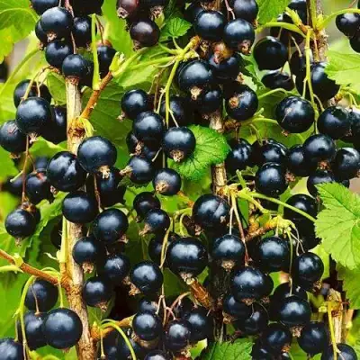 Смородина чёрная ИЗЮМНАЯ в Жодино