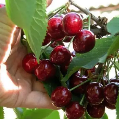 Черешня СЮБАРОВСКАЯ в Жодино