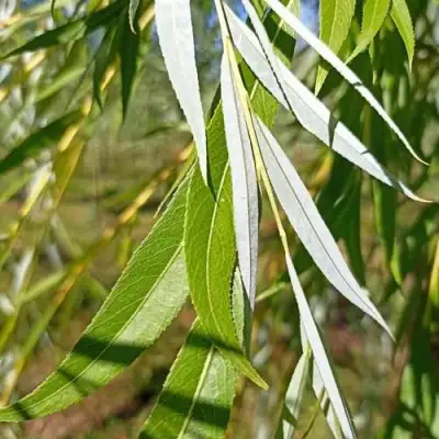 Ива ВИТЕЛЛИНА белая  в Жодино