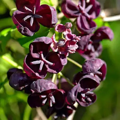 Акебия ПЯТЁРНАЯ  в Жодино