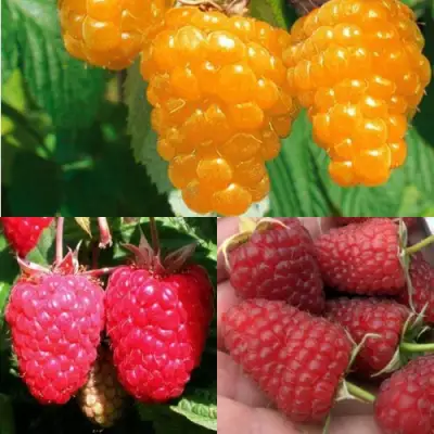 Комплект ЗОЛОТАЯ МАЛИНА в Жодино