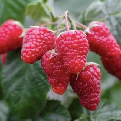 Малина МАРОСЕЙКА в Жодино