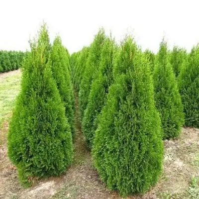 Туя СМАРАГД западная в Жодино
