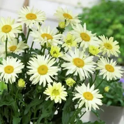 Нивяник БРОДВЕЙ ЛАЙТС великолепный в Жодино