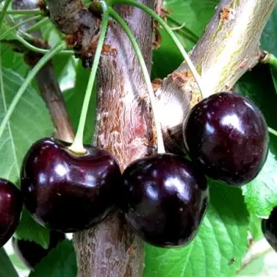 Вишня ШОКОЛАДНИЦА в Жодино