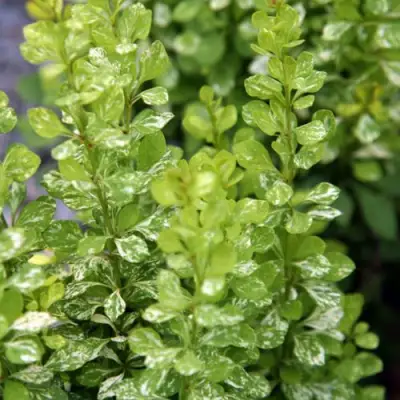 Барбарис ПАУ ВАУ тунберга в Жодино