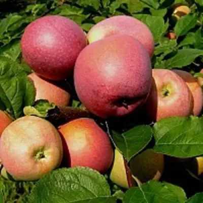 Яблоня СЛАВА ПОБЕДИТЕЛЯМ в Жодино