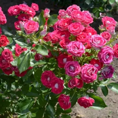 Роза ШОНЕ КОБЛЕНЦЕРИН флорибунда в Жодино