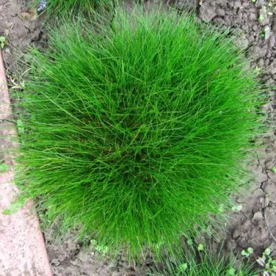 Овсяница ГОТЬЕ в Жодино