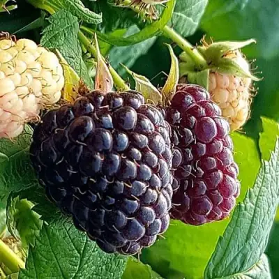 Малина БЛЭК ПОЛЬКА (ХЕБАН) в Жодино