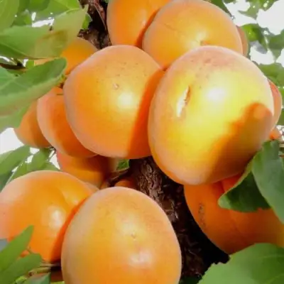 Абрикос ДЕСЕРТНЫЙ в Жодино