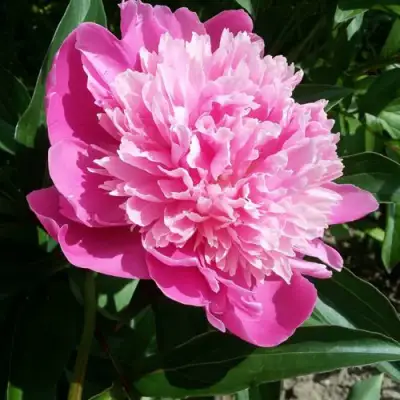 Пион ГОЛУБАЯ ХРИЗАНТЕМА травянистый в Жодино