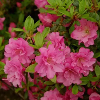 Азалия РОЗИНЕТТА японская в Жодино