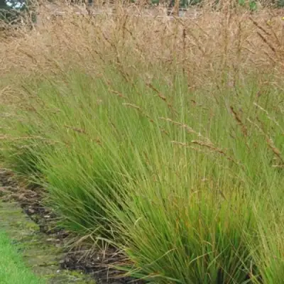 Молиния ПОЛ ПЕТЕРСОН голубая в Жодино