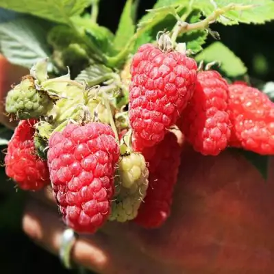 Малина ПАТРИЦИЯ в Жодино