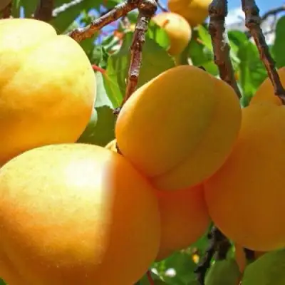 Абрикос ПАМЯТЬ ЛОЙКО в Жодино