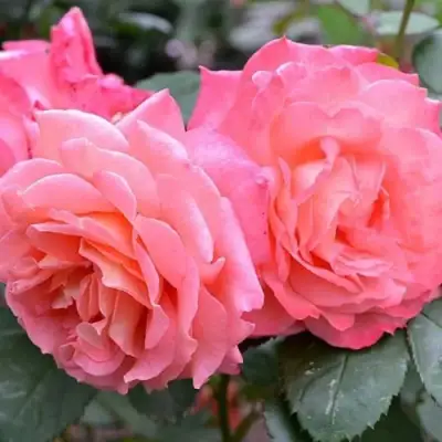 Роза ИНСТИТУТ ЛЮМЬЕР шраб в Жодино