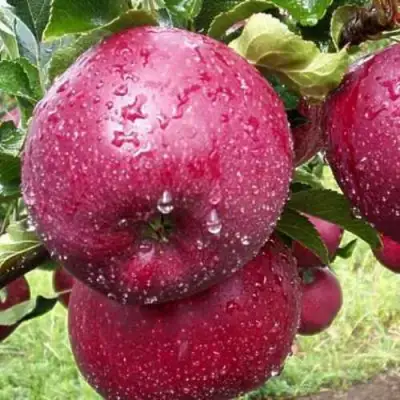 Яблоня ЛОБО в Жодино