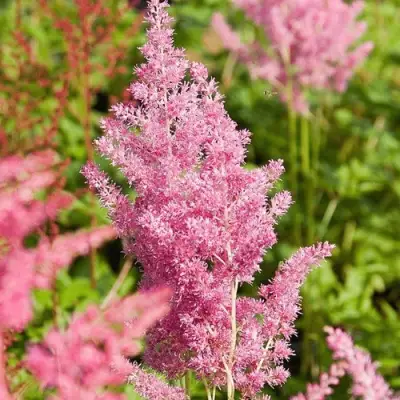 Астильба РЕЙНЛЕНД японская в Жодино