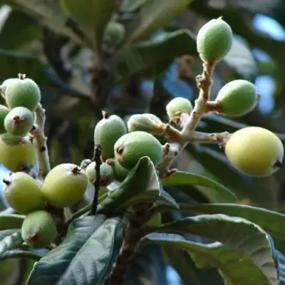 МУШМУЛА  в Жодино